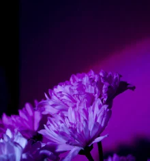 Ramo Lavanda Dulce