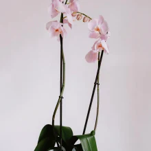 Orquídea Elegante