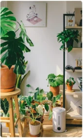 Colección de plantas
