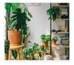 Colección de plantas