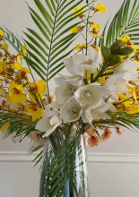 Paraíso Tropical