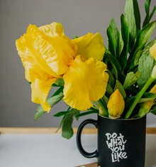 Sol de Primavera
