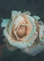 Rosas Blancas