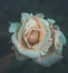 Rosas Blancas Premium
