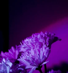 Lavanda Dulce