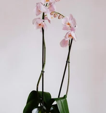 Orquídea Rubí